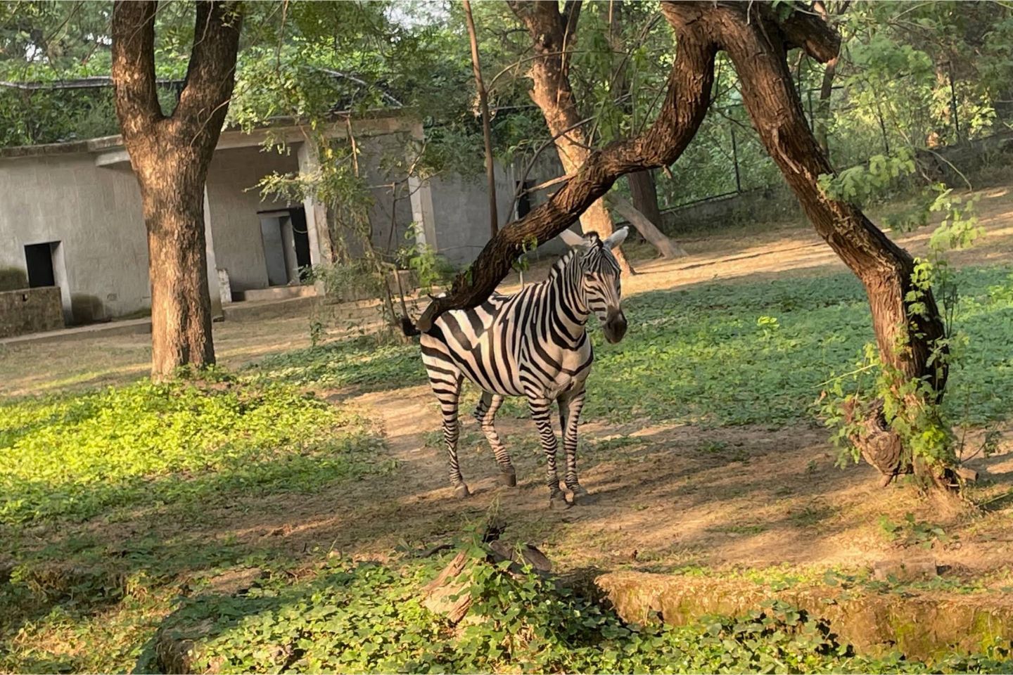 Allen Forest Zoo Kanpur